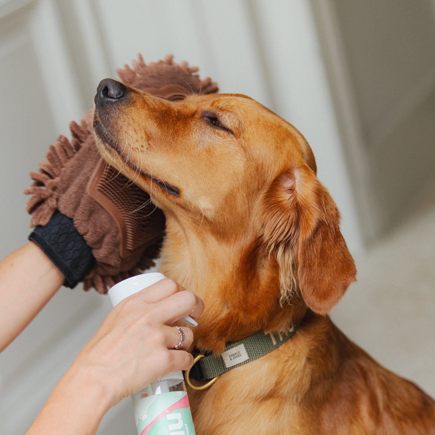 Pet Refresher Glove